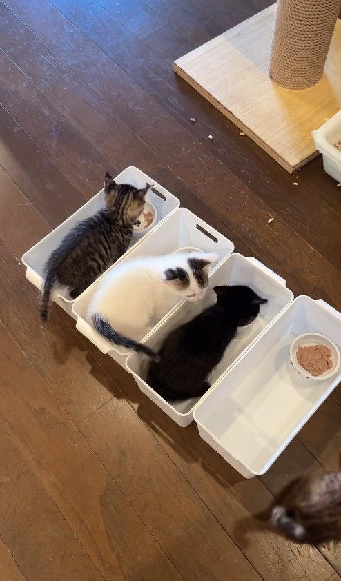 外に出ている子猫を見ているキジ白子猫