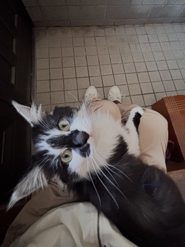 飼い主の膝の上に座り込んで振り返る猫