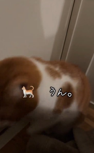 返事をしてパパさんを起こしに行く茶白猫