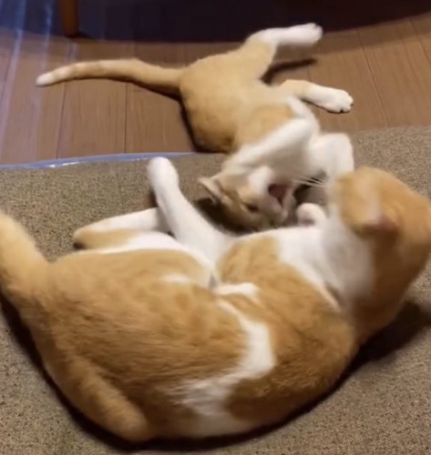 子猫が反撃している写真2