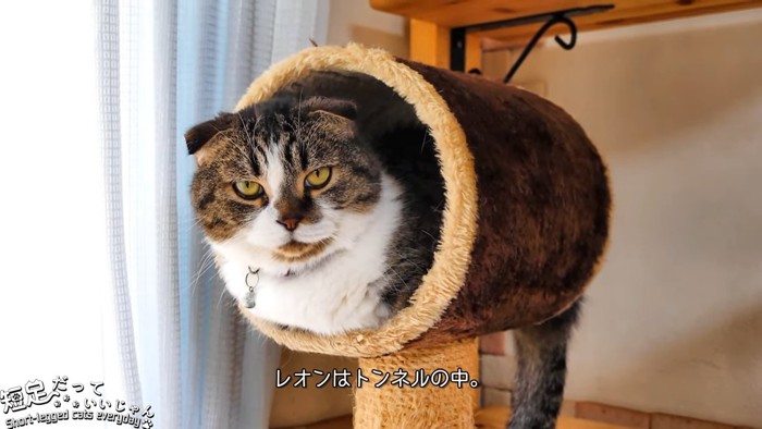 トンネルの中にいる猫