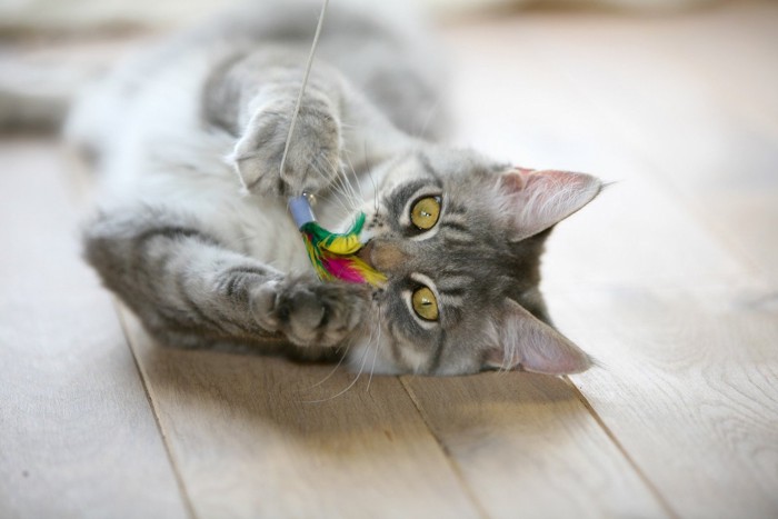 猫じゃらしにじゃれる猫