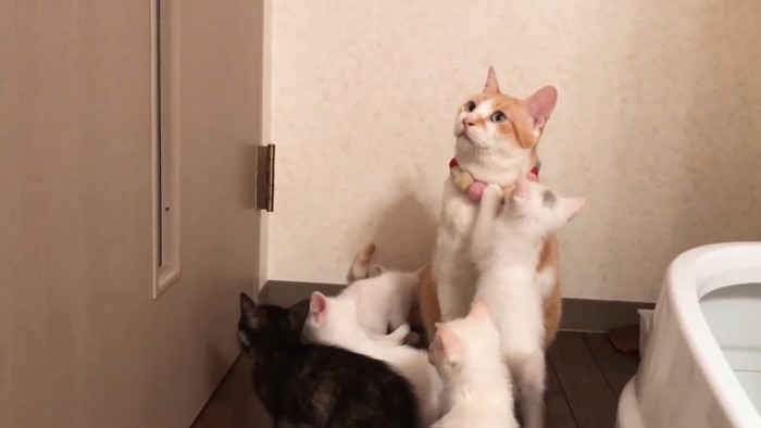 ドアを見る成猫