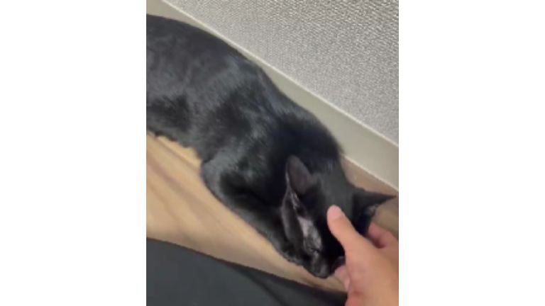 撫でられる猫