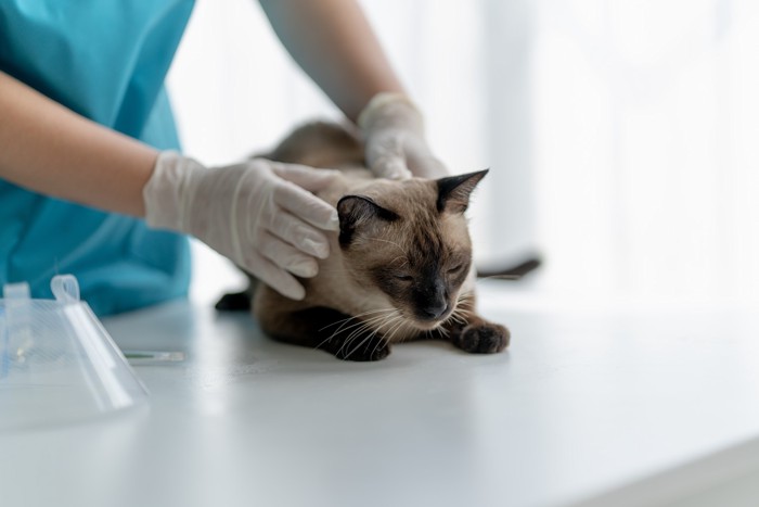 獣医師に触診されている体調が悪そうな猫