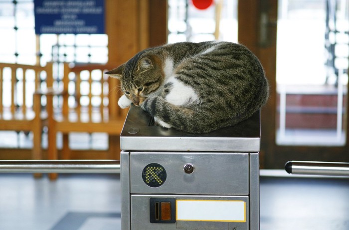 線路近くを歩く猫