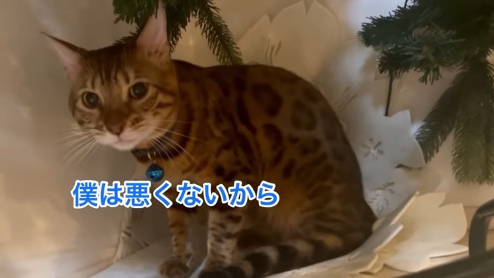 座る猫