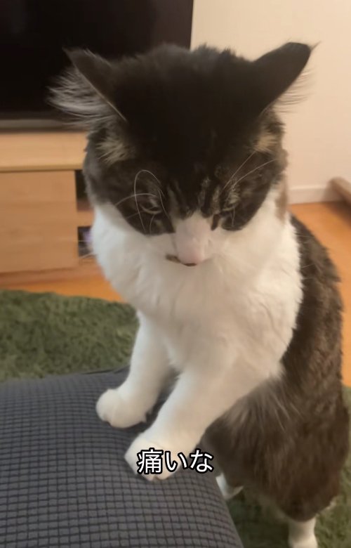 ソファに両前足をついて立っている猫(ややアップ)