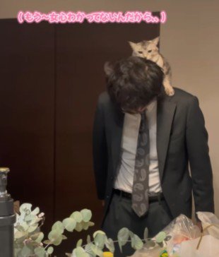 男性の頭にじゃれる猫