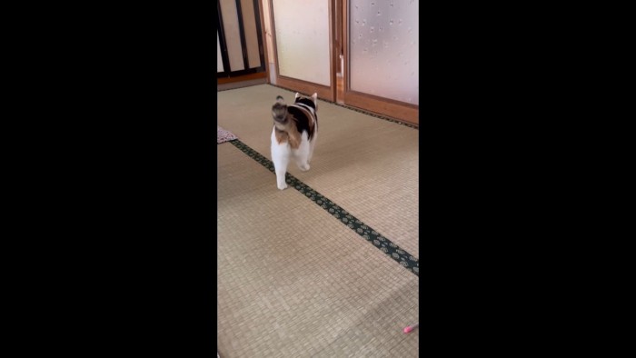 後ろ姿(左足が後ろ)