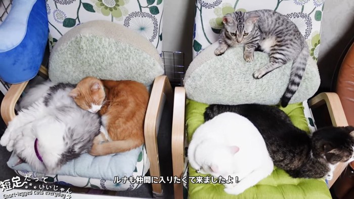 クッションに乗る子猫