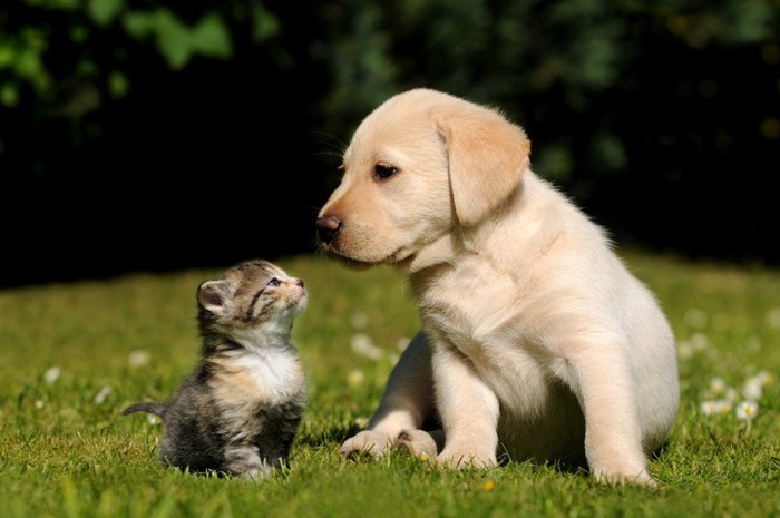 子犬と子猫