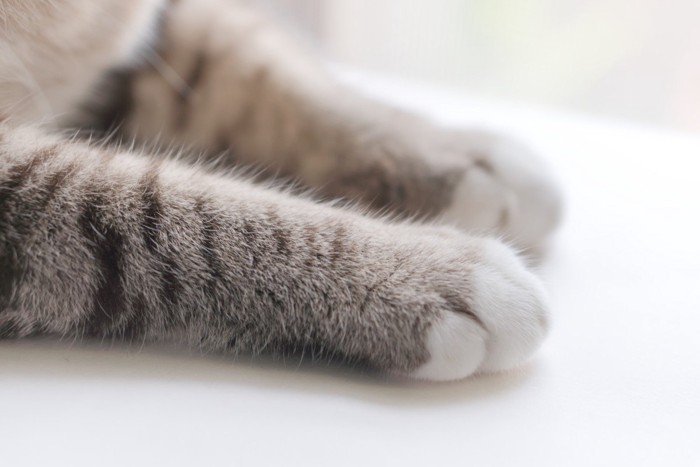 伏せている猫の前足