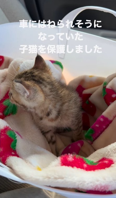 毛布にくるまる猫