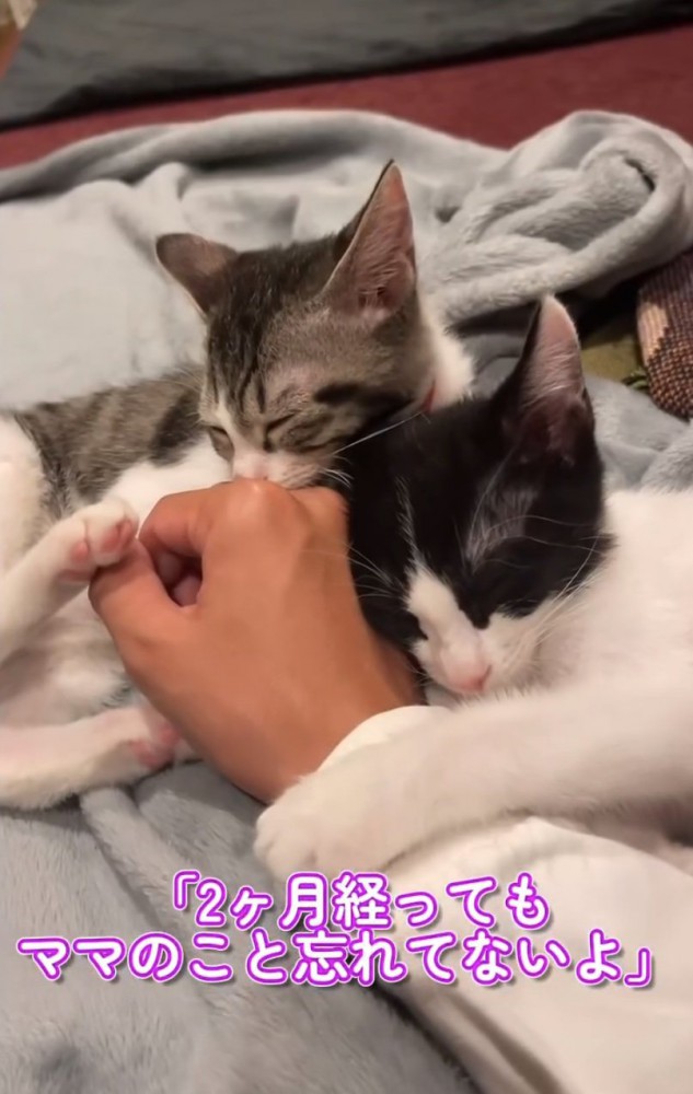 指吸いする子猫2