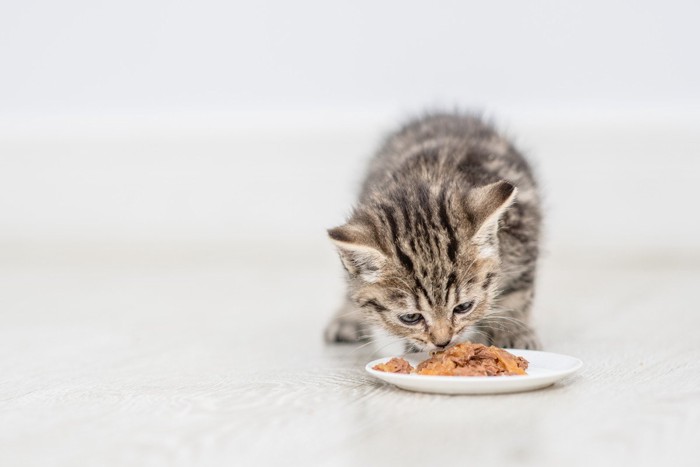 子猫のごはん