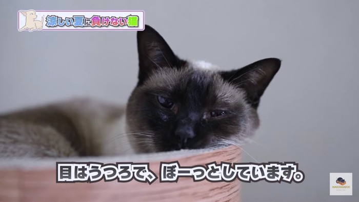 眠たいシャム猫