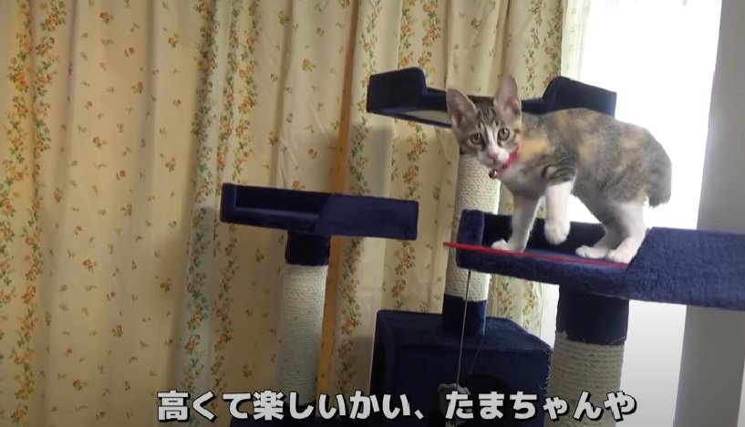 高いところまで到達した子猫