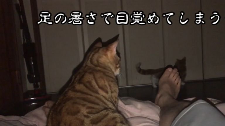 夜の部屋にいる二匹の猫