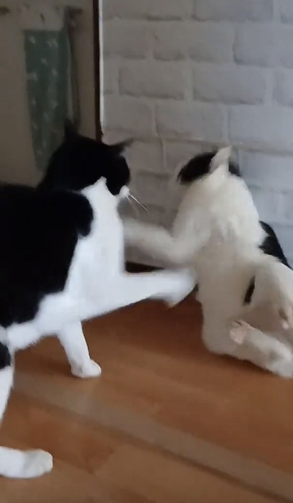 猫パンチをする猫の写真