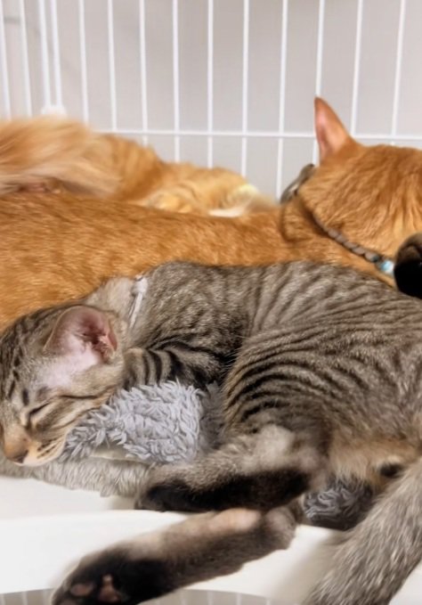 固まって寝る猫達