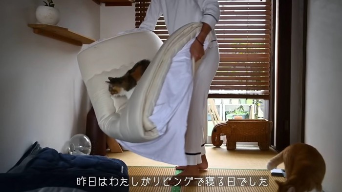 布団の上に乗る猫