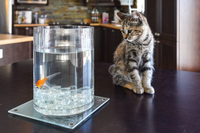 テーブルのうえの水槽と子猫