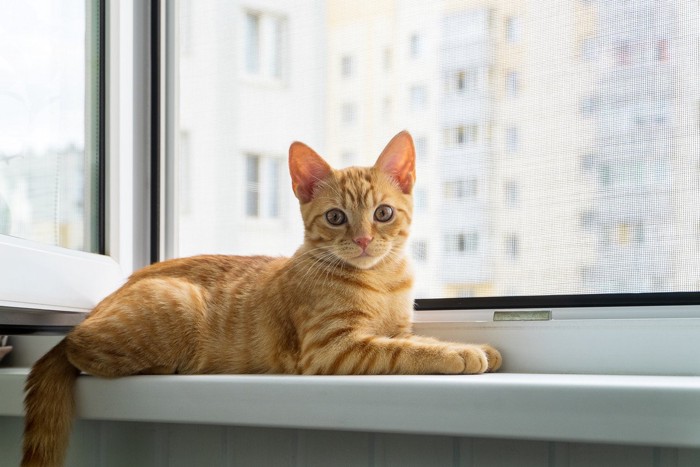 窓辺にいる猫