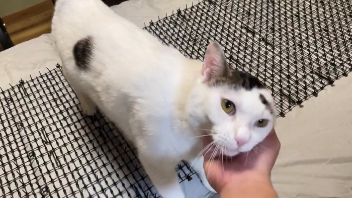 なでられる猫