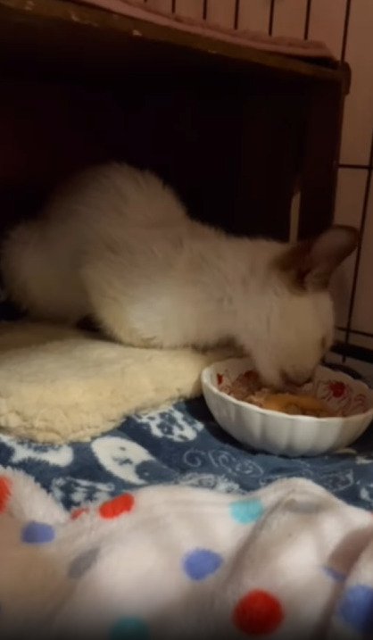 ご飯を食べる猫
