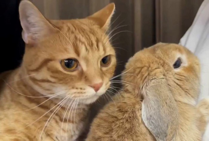 うさぎの背後にいる猫