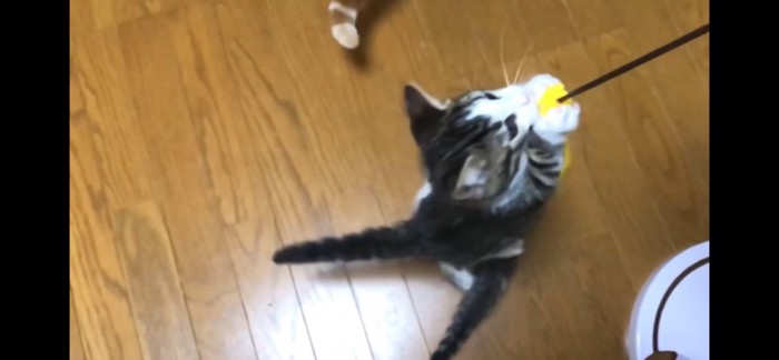 猫じゃらしに飛びつく猫ちゃん達