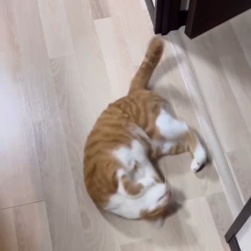 仰向けになる猫