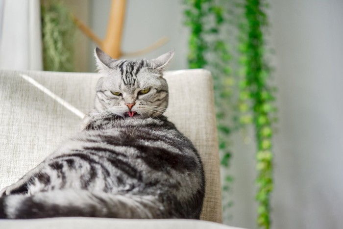 椅子の上でグルーミングする猫