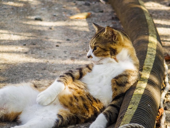 公園でくつろぐ猫