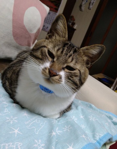 キジシロ猫が目を細める