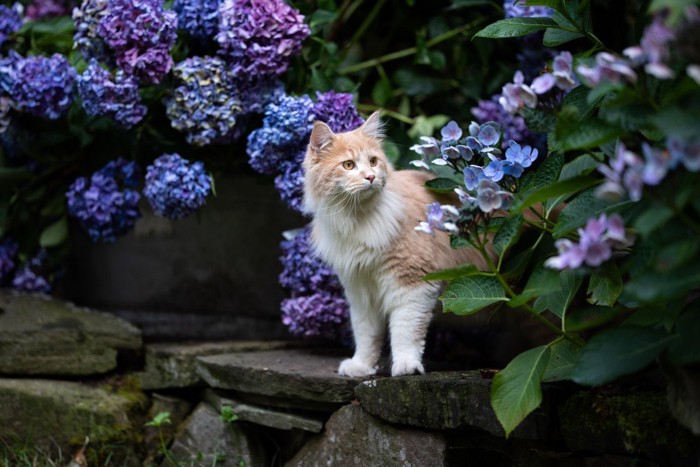 紫陽花と猫