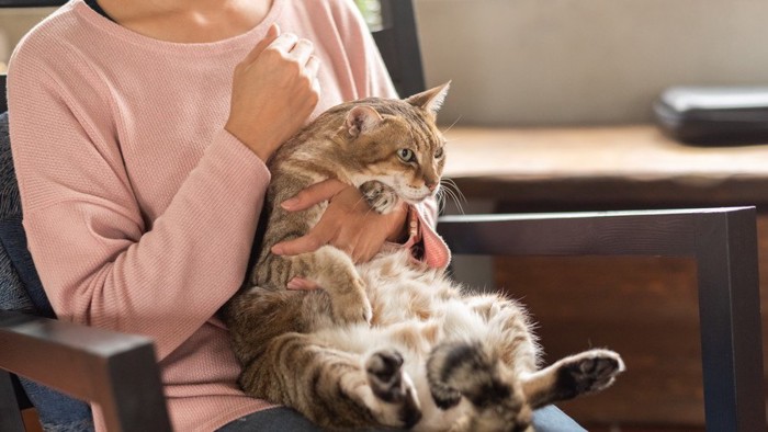 膝の上の猫