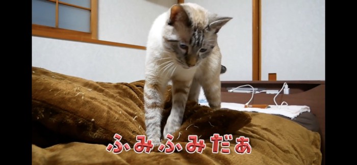 ふみふみする猫