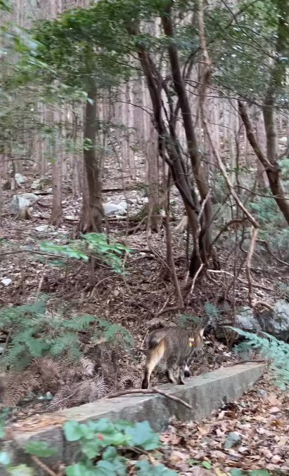 もう山散歩にも慣れたもの