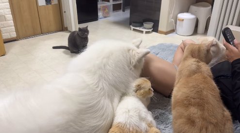画面右側に顔を向ける2匹の猫