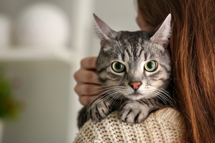 肩ににしがみつく猫