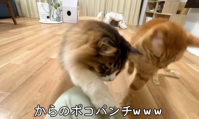 パンチを繰り出すぽこまるさん