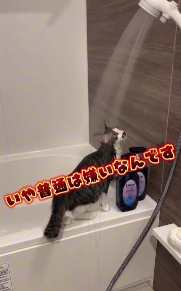 シャワーを見ている猫