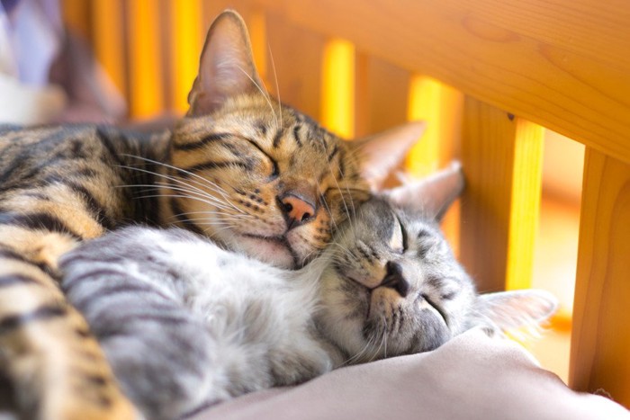 仲よく眠る猫2匹