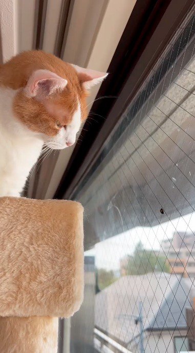 窓についた小さな虫を見つめる猫