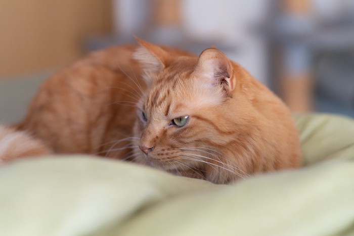 不機嫌な顔の茶色の猫