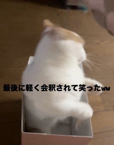 おもちゃを目の前で振る