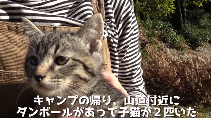 抱っこされる子猫