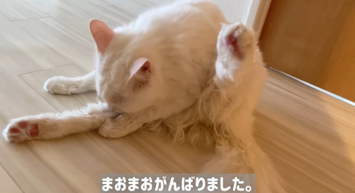 毛繕いする猫